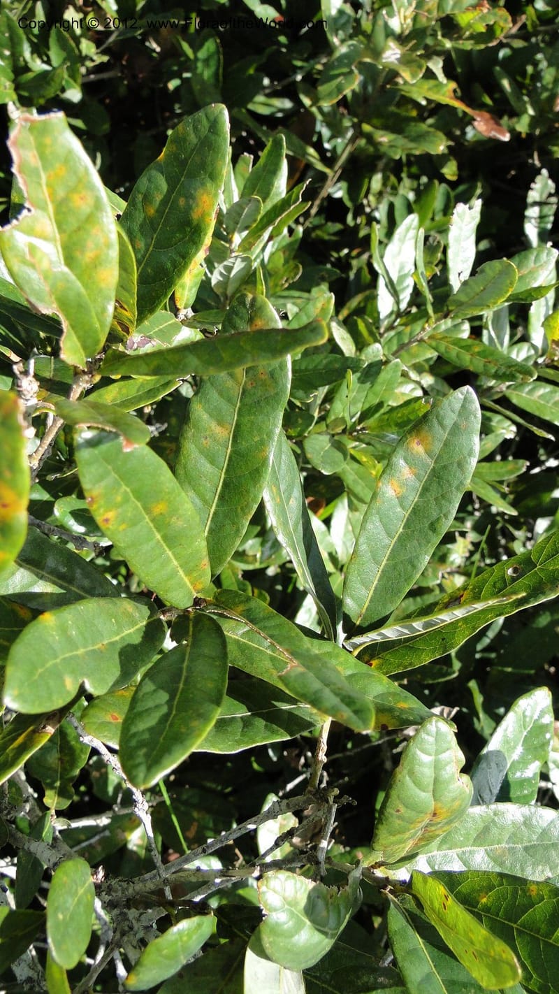Quercus sebifera, H. Gomez Dominguez 2806--MX. Chiapas. Crucero Trinitaria y  Montebello. 21 Sept 2010. 198 (22).jpg