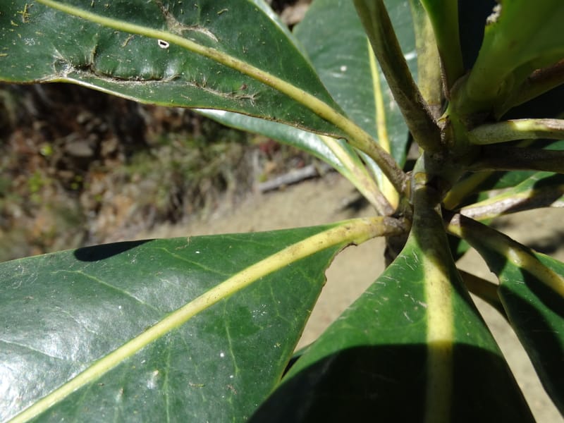 Strasburgeria robusta, Lowry, P 7371--New Caledonia. Mont Dzumac. 12 Nov 2015. DSC01563 (164).JPG