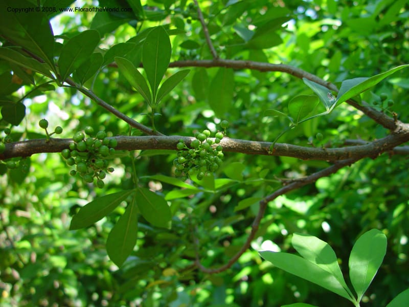 Trichilia havanensis--Costa Rica. INBio Parque, San Jose. 29 Mch 03. 176.jpg