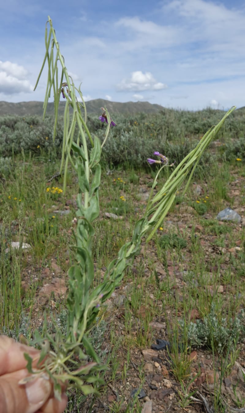 Boechera holboellii var. retrofracta, C. Davidson 13554--ID. Blaine Co. Rock Creek Preserve. TNC. 13 May 2017. DSC00171 (288).JPG