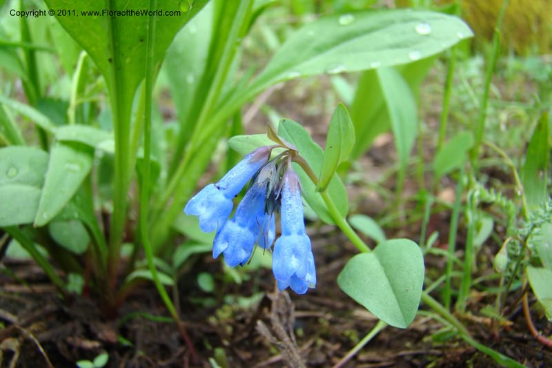 Mertensia longiflora, C. Davidson 11424--Idaho. Adams Co. Smokey Boulder Rd. 6 June 2009. 213.jpg