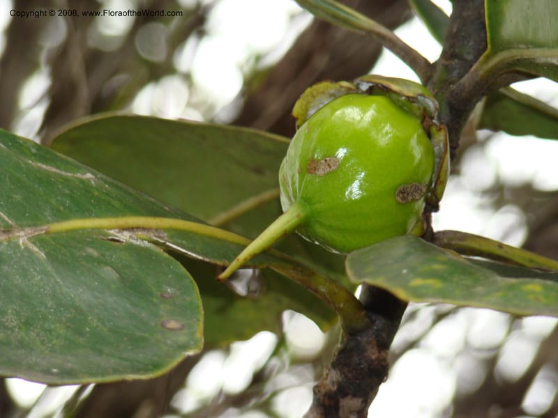 Strasburgeria robusta, JMunzinger4877--New Caledonia. Monts Dzumac. 20 Nov 07. 104.jpg