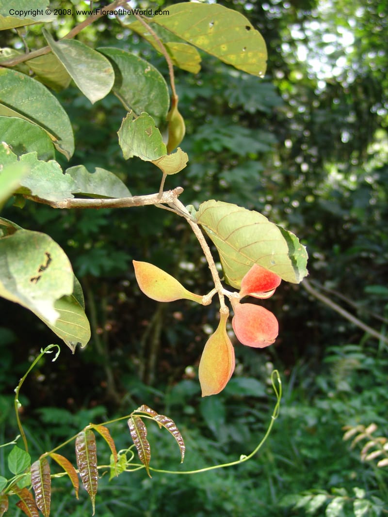 Sterculia tragacantha, GWalters1701--Gabon. Prov. Estuaire. Mondah Forest. 23 Apr 06. 116.jpg