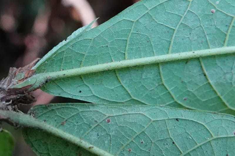 Poggea alata, C. Davidson 13956--Gabon. Arb. Sibang. 5 Nov. 2018. DSC02235 (61).JPG