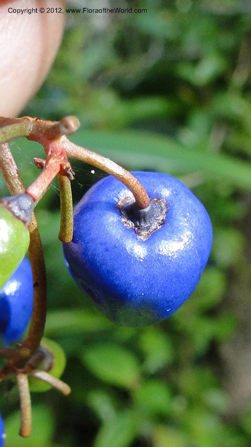 Dianella ensifolia, A. Ramahefaharivelo 168--Madagascar. Ambolotara. Ambodini, Vatovavy. 3 May 2010 177 (39).jpg