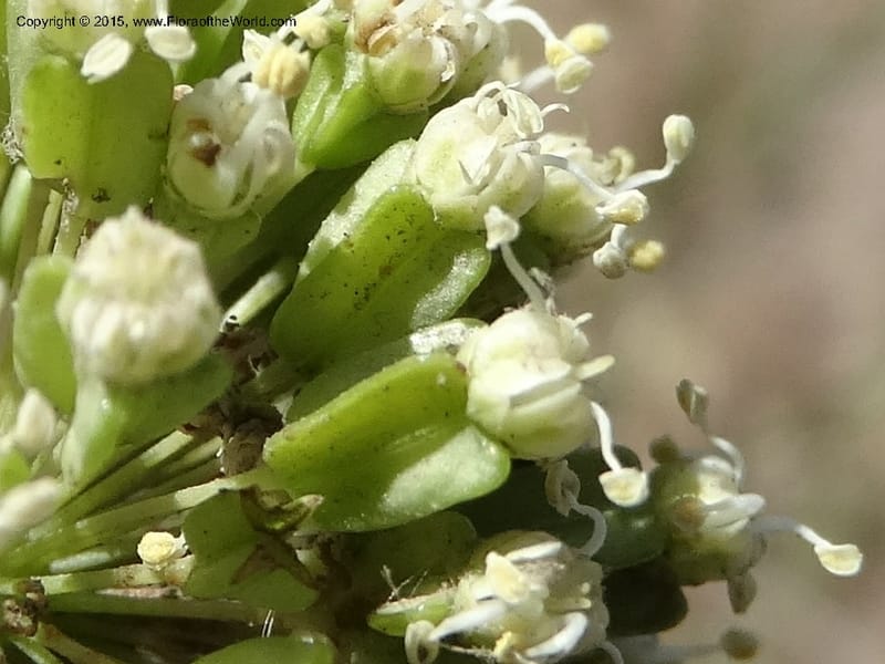 Asteriscium chilensis, Davidson, C 12819--Chile. Ruta J-55 east of Talca. 27 Nov 2014. DSC08479 (69).JPG