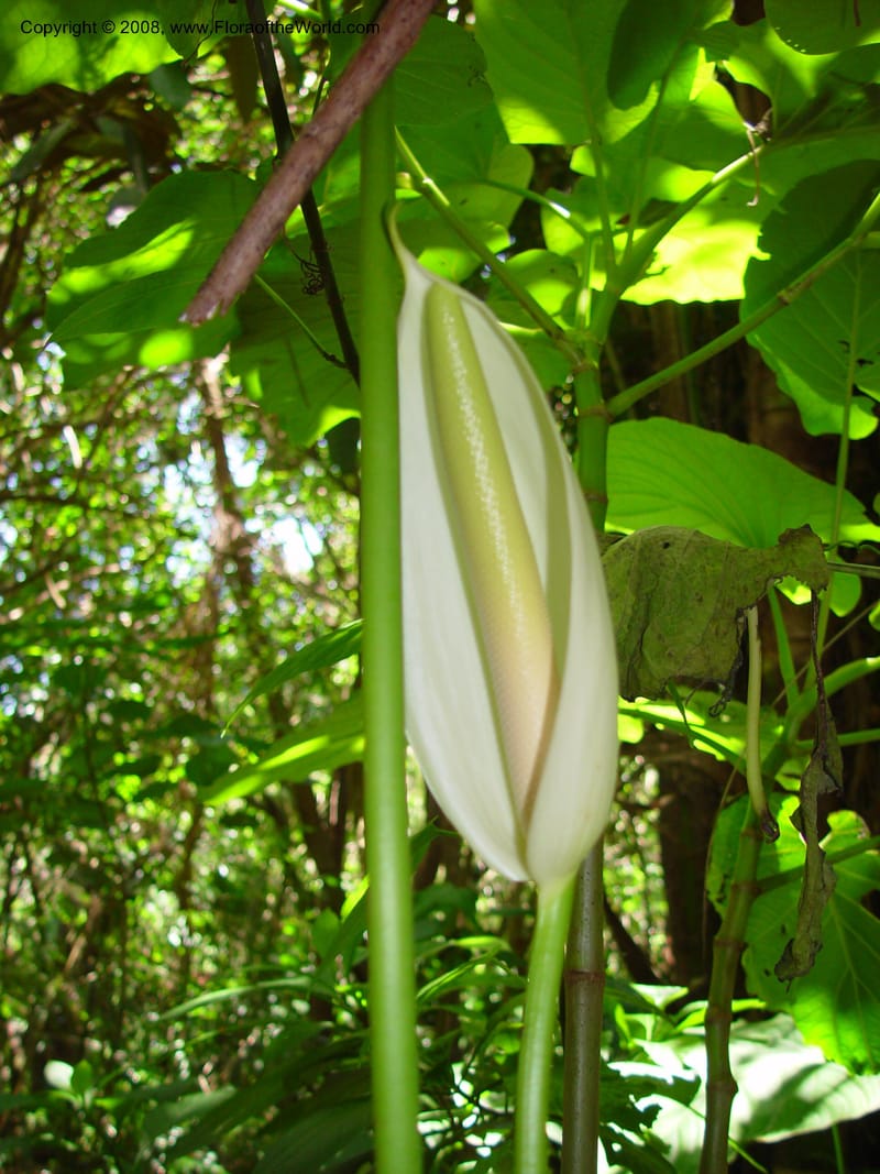 Anthurium caperatum--Costa Rica. INBio Parque, San Jose. 29 Mch 03. 050.jpg
