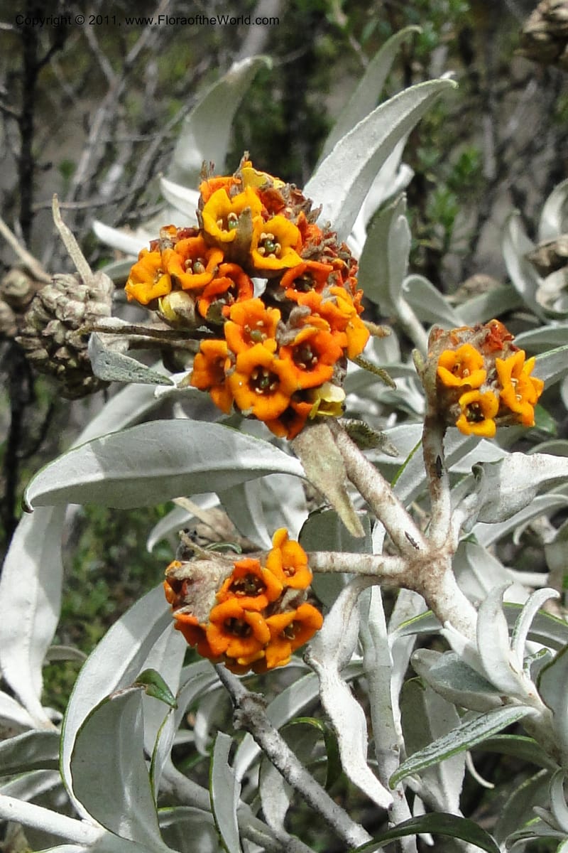 Buddleja incana, Ulloa 2067--Ecuador. Pichincha. Res. Ecol. Ilinizas. 4 June 2011. 321 (6).jpg