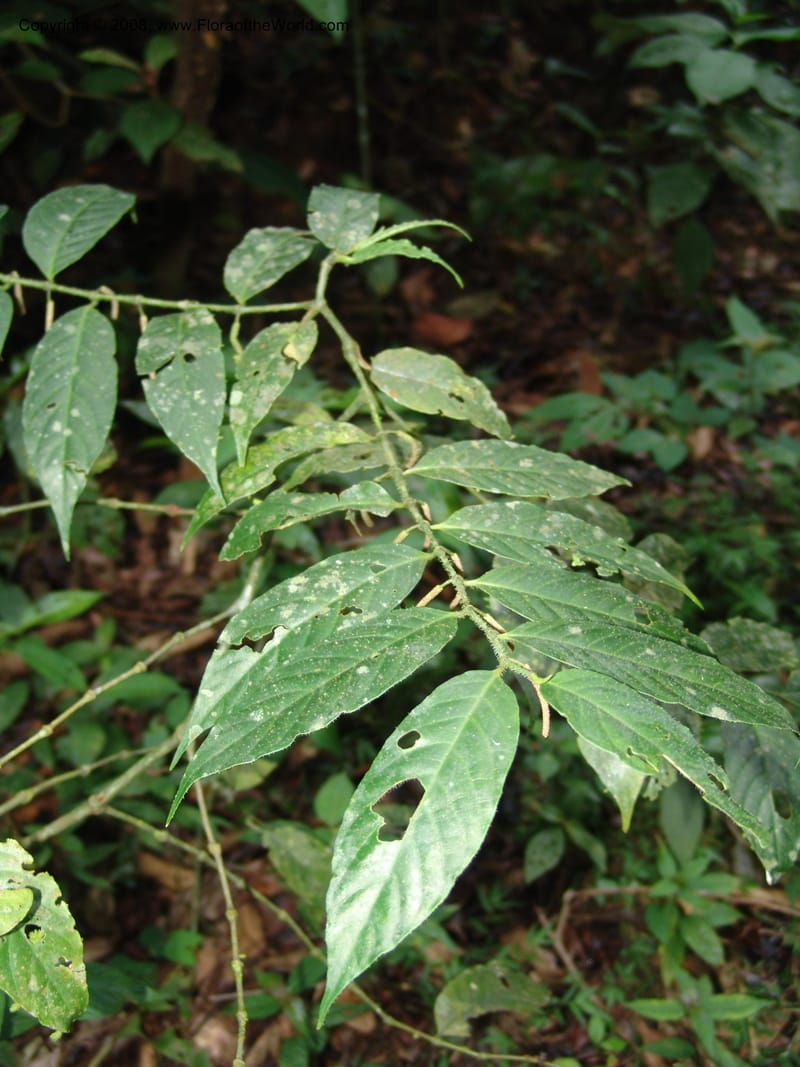 Piper, RVasquez33018--Peru. Pillcopata. Qbda Pini Pini. 29 Oct 07. 818.jpg