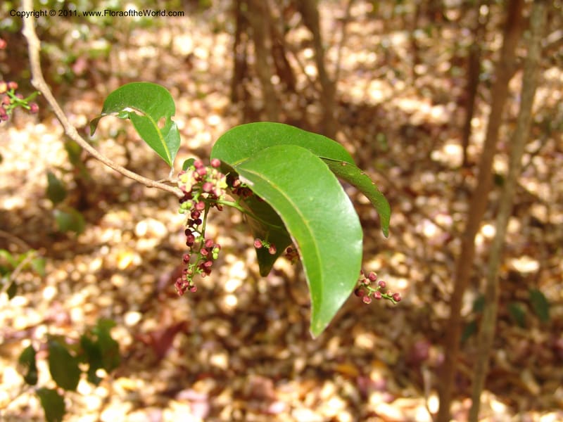 Lepisanthes perrieri, ZRogers1160--Madag. Prov. Antsir. Parc Nat. Ankarana. 10 Nov 06. 139 (4).jpg
