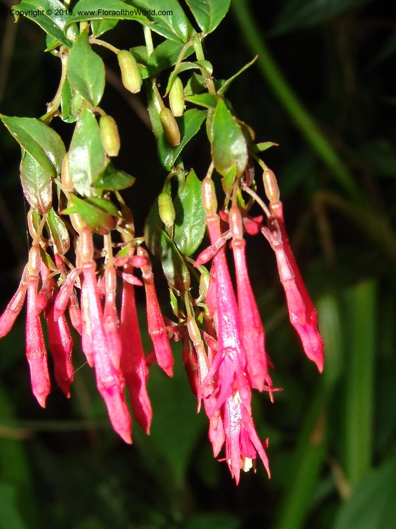 Fuchsia scabriuscula, Croat 96480--Ecuador. Prov. Pichincha. Tandayapa-Nono Rd. 27 Mar 06. 180 (2).jpg