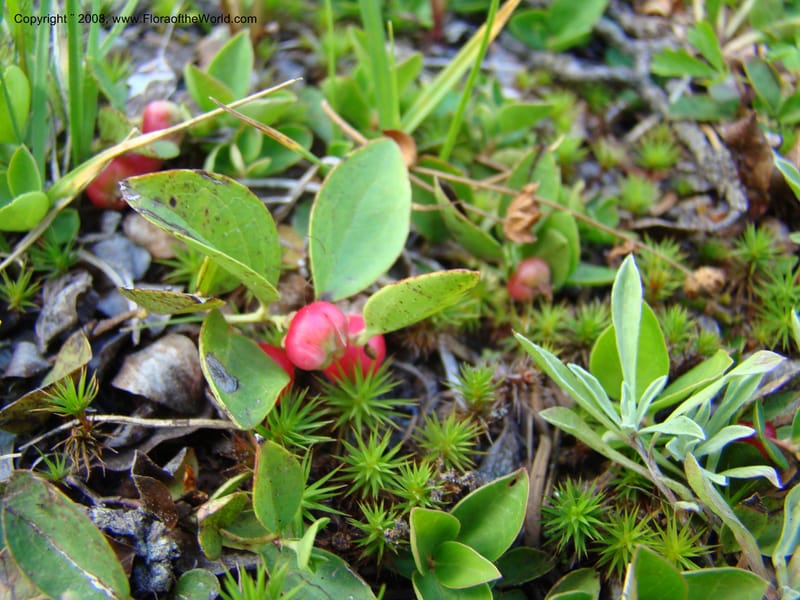 Gaultheria humifusa, CDavidson11280--ID. Idaho Co. Granite Lake. 25 Aug 08. 048.jpg