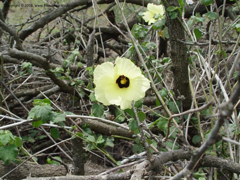 Hibiscus calyphyllus--So. Africa. KwaZuluNatal. Hluhluwe Game Res. 30 Sep 03. 092.jpg