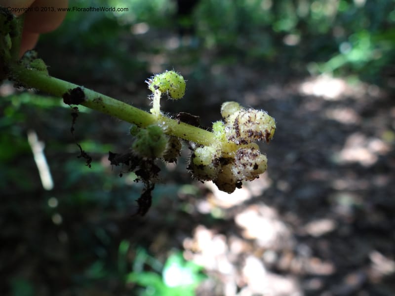 Pedicularis, VC 5501--Thailand. Chiang Mai. Doi Inthanon Nat. Park. 8 Nov 2012. DSC07747 (53).JPG