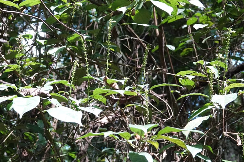 Thomandersia laurifolia, C. Davidson 13964--Gabon. Arb. Sibang. 5 Nov. 2018. DSC02235 (368).JPG