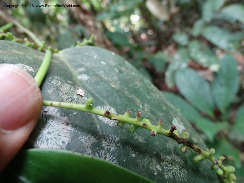 Piper, Davidson, C 12675--Sabah. Danum Valley. 4 Oct 2014. DSC01741 (228).JPG
