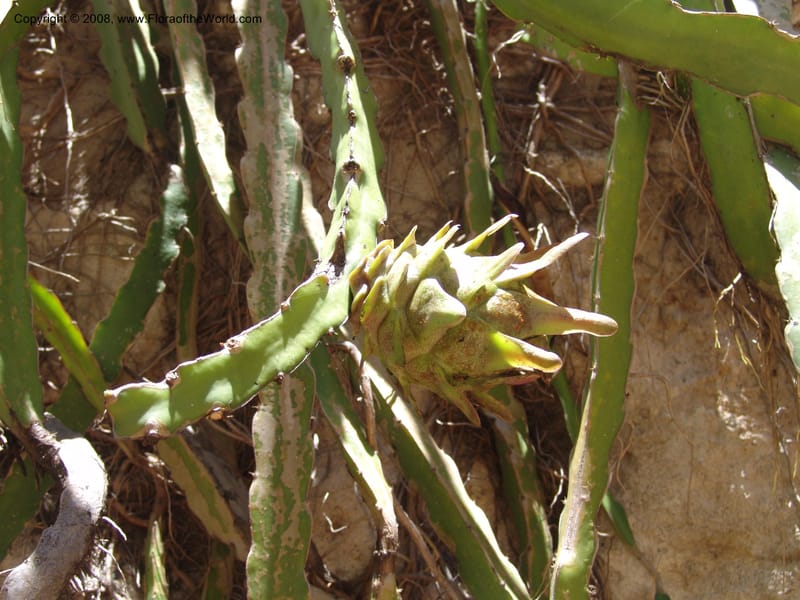 Heliocereus undatus, s.n.--MX. Oaxaca. Oaxaca. Jardin Etnobotanico. 5 Aug 2007. 494.jpg
