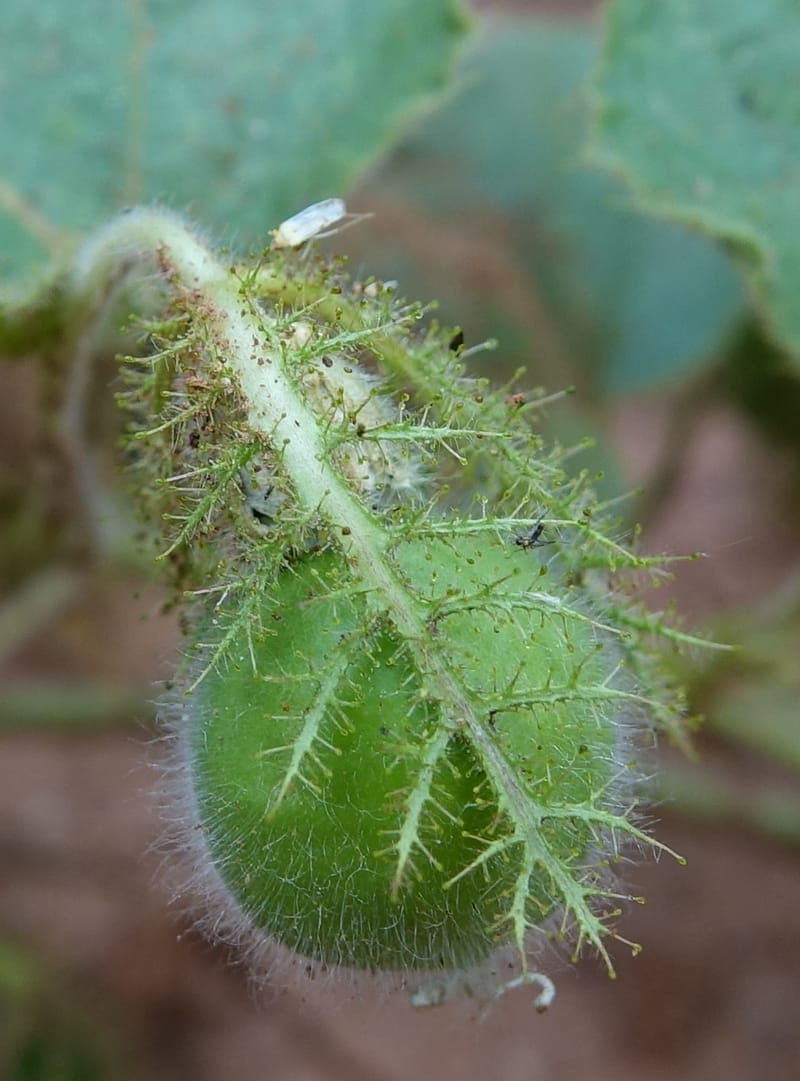 Passiflora foetida, Fortunato 13198--Argentina. Hwy 150 S of San Augustin. 9 Feb 2018. DSC09845 (4).JPG