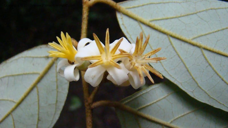 Styrax nicaraguensis,WDS#27263,Nicaragua,Matagalpa,La Selva Negra,16June2008 141.jpg