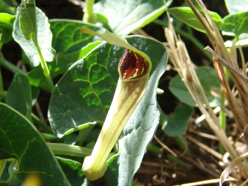 Aristolochia paucinervis--Spain. Pr.Granada. Trail upslope from Pampaneira. 20 Apr 05. 023.jpg