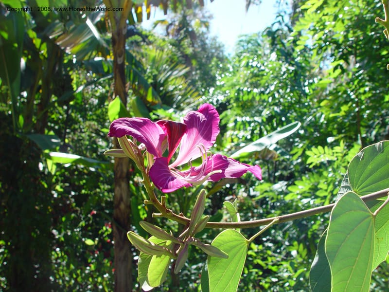 Bauhinia X blakeana--FL. Orange Co. Harry Leu Garden. 5 Jan 03. 060.jpg