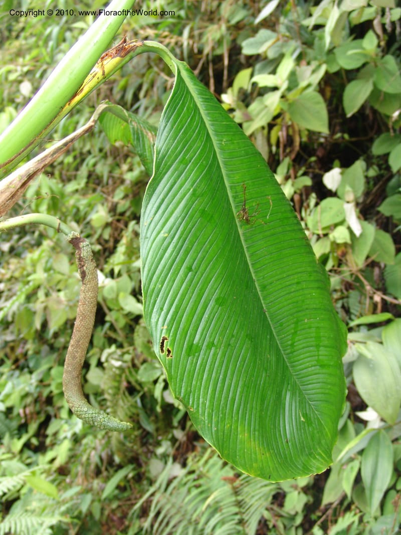 Rhodospatha, Croat 96354--Ecuador. Prov. Pichincha. Pacto-Pto. Quito Rd.. 25 Mar 06. 203.jpg