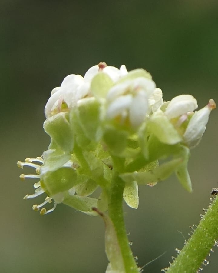 Micranthes oregana, C. Davidson 13615--CA. Modoc Co. Warner Mts. Hwy 299. 7 June 2017. DSC01455 (78).JPG