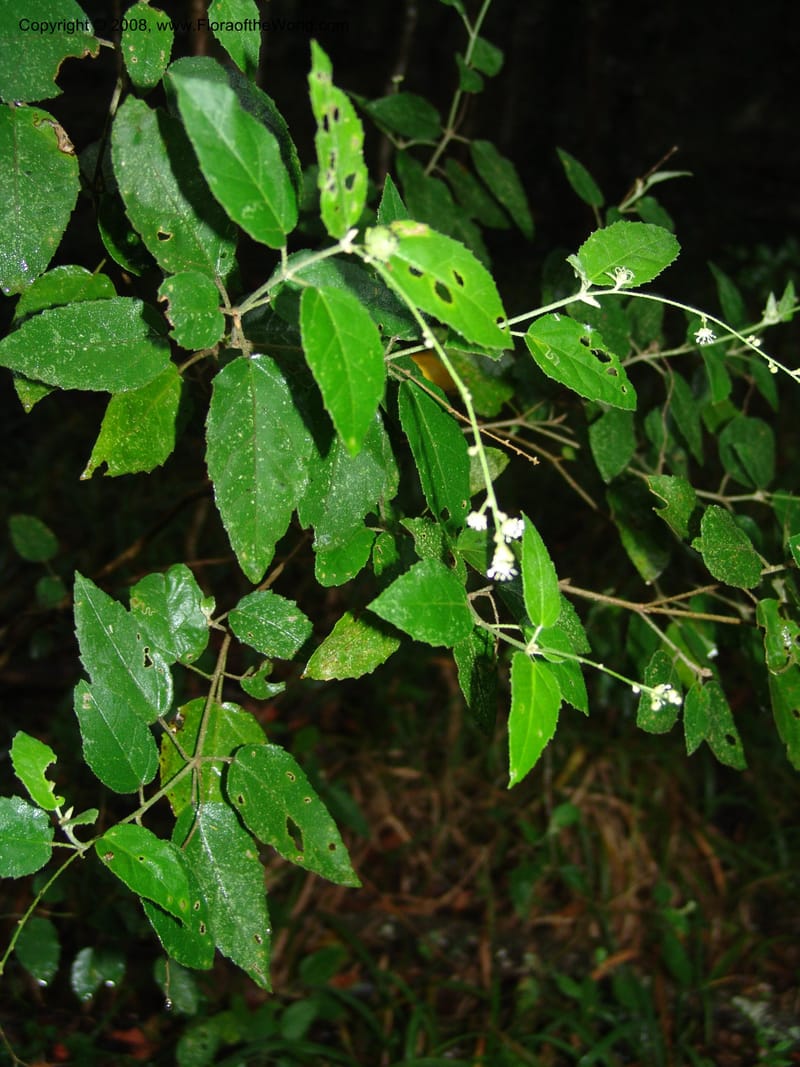 Croton--So.Africa. E. Cape. Umtiza Nature Res.. 7 Mch 05. 077.jpg
