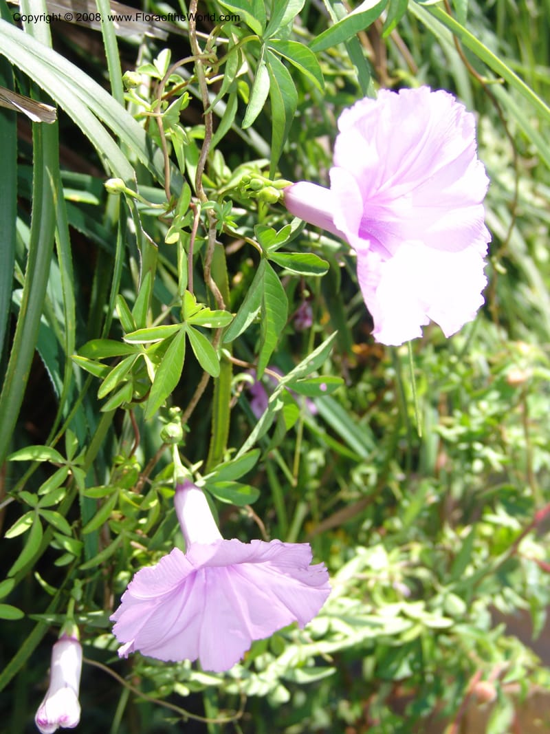 Ipomoea cairica, Z.Rogers950--Madag. Prov.Toliara. Belavenoky, Rd Tolinaro-Ste. Luce. 23 Jan 06. 013.jpg