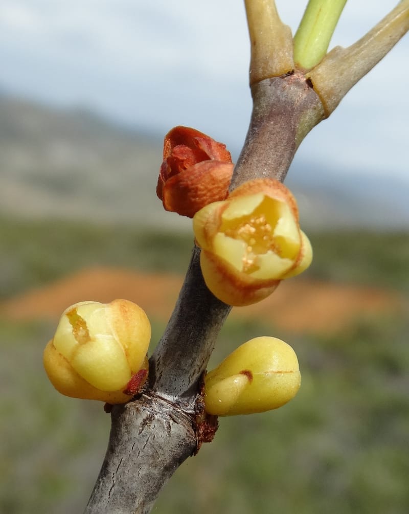 Garcinia, Munzinger, J 7454--New Caledonia. Tiebaghi. 17 Nov 2015. DSC03437 (115).JPG
