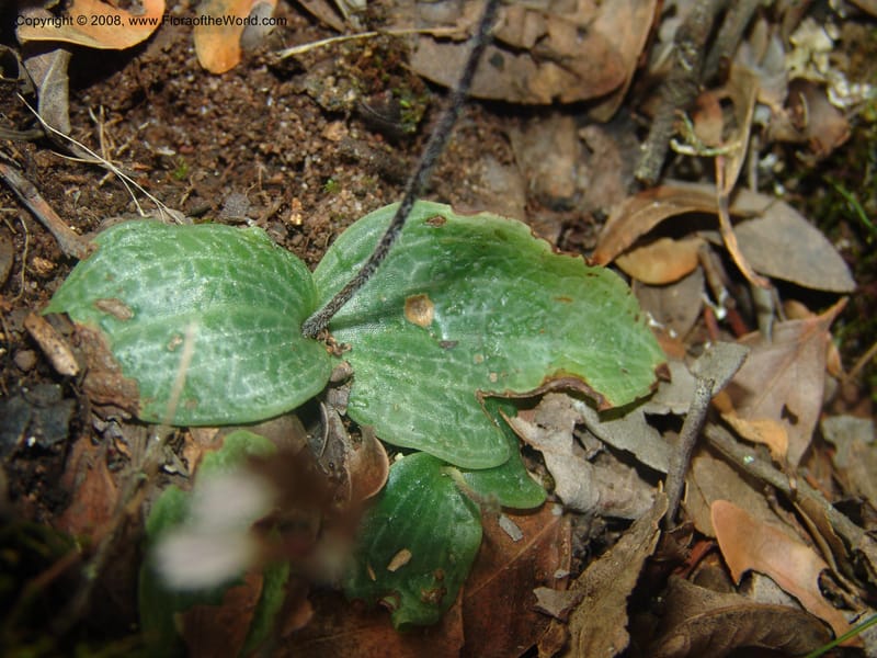 Holothrix holoceras--So.Africa. Mpumal. Buffelskloof Private Nat. Res. 17 Mch 05. 402.jpg