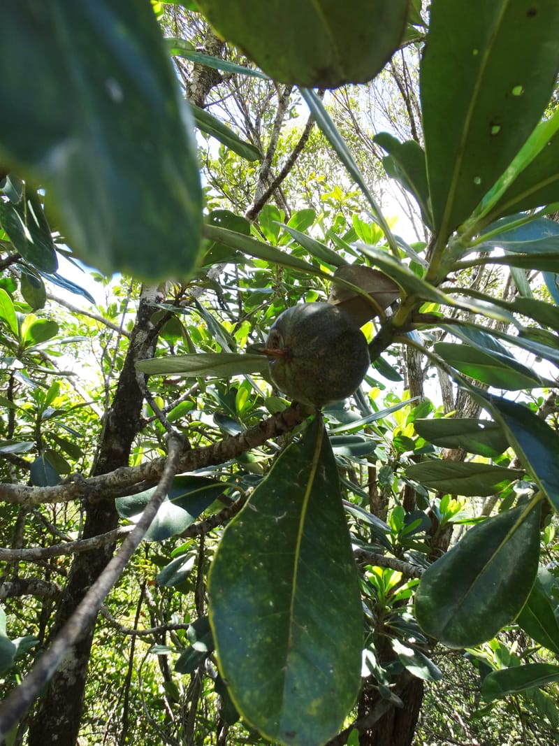 Strasburgeria robusta, Lowry, P 7371--New Caledonia. Mont Dzumac. 12 Nov 2015. DSC01563 (177).JPG
