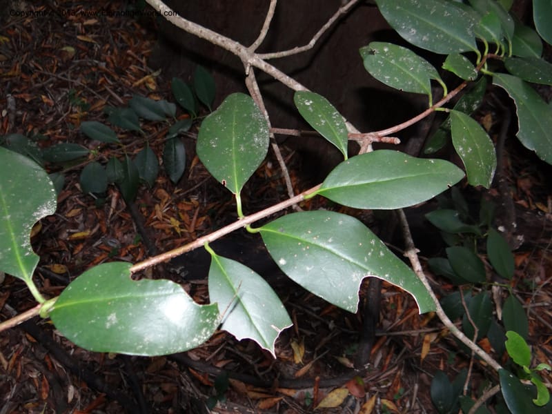 Gomortega keule, WDS 34081--Chile. Reserva Nac. Los Queules. 15 Feb 2013. DSC01158 (148).JPG