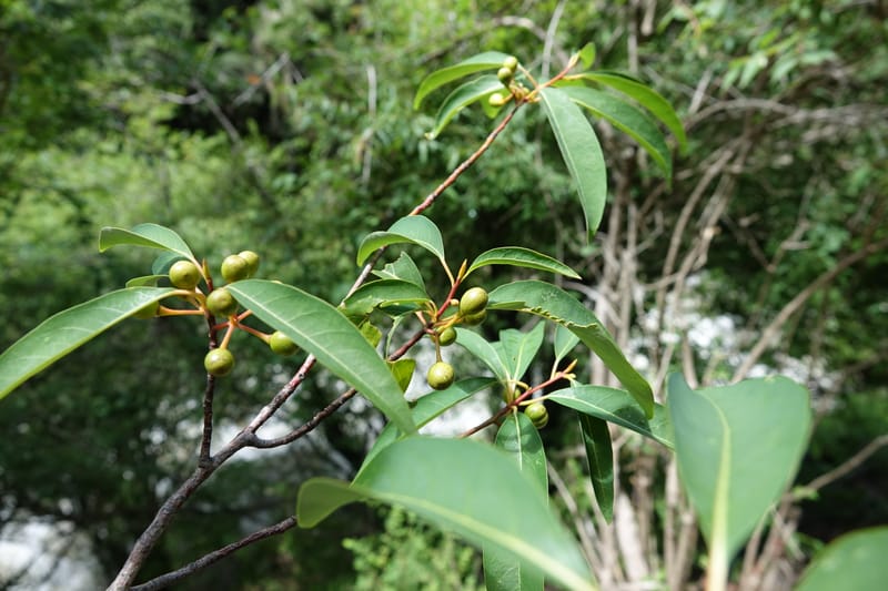 Litsea rubescens var. rubescens, D. Boufford 43993--China. Sichuan. Yibailingba-gou. 12 Aug 2017.  (9).JPG