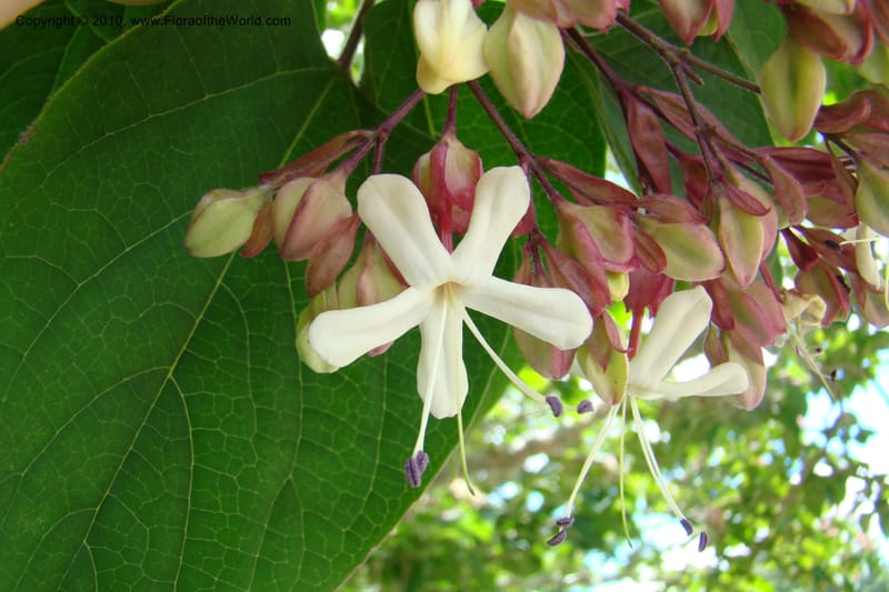Clerodendrum trichotomum v. fargesii--New Zealand. N. Island. Hamillton Garden. 15 Jan 2010. 322 (4).jpg