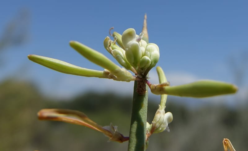Bredemeyera colletioides, Fortunato 13068--Argentina. Hwy 60, rocky river channel. 3 Feb 2018. DSC08172 (73).JPG