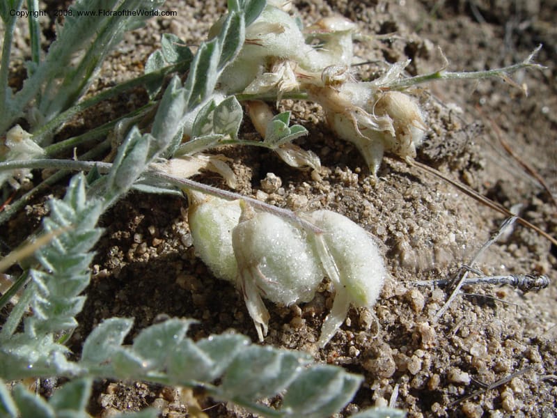 Astragalus purshii--ID. Idaho Co. Salmon R. Polly Bemis Ranch. 9 May 04. 018.jpg