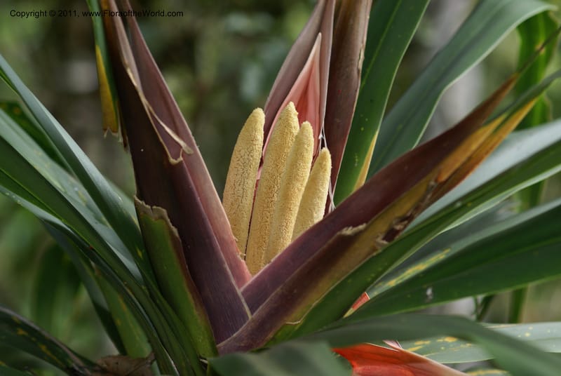 Freycinetia,  Munzinger, J 4780--New Caledonia, Aoupinie, 15 ov 2007   DSC06741 (7).JPG