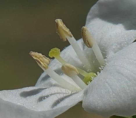 Gomphostigma virgatum, L. Nanyeni 1150--Namibia. B1 to Rehoboth, Frankie Fredricks St. 15 Mar 2018. DSC00565 (238).JPG