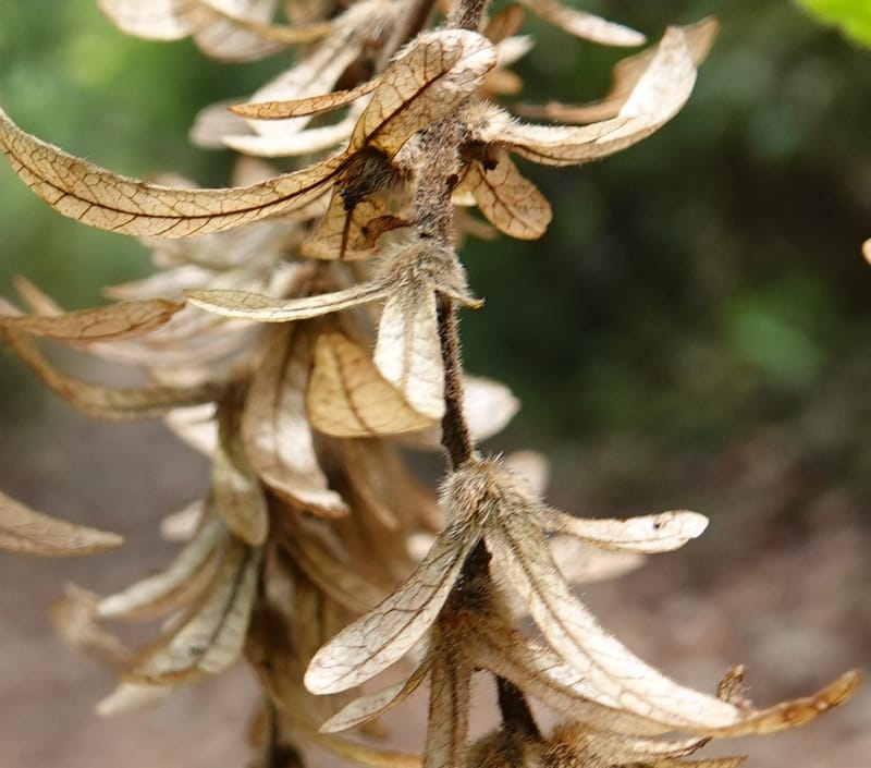 Engelhardia serrata, D. Boufford 44146--China. Yunnan. Along G213. 4 May 2018. DSC02084 (92).JPG