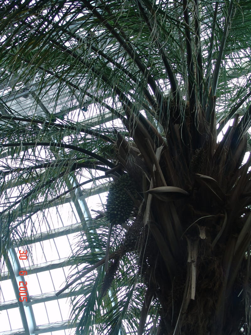 Scheelea--Chicago-Garfield Conservatory. 6-05. 037 (1).jpg