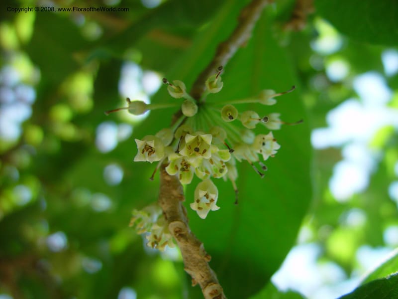 Acnistus--Costa Rica. INBIO Parque, San Jose. 29 Mch 03. 079.jpg