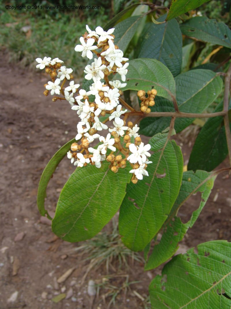 Nectandra, Vasquez31455--Peru. Prov. Oxa. Parq. Nac. Yanachaga Chemillen. 12 Oct 06. 069.jpg
