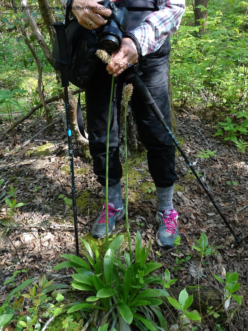 Helonias bullata, Not collected--North Carolina. Trans. Co. W Cradle of For. 11 May 2015. DSC03837 (103).JPG