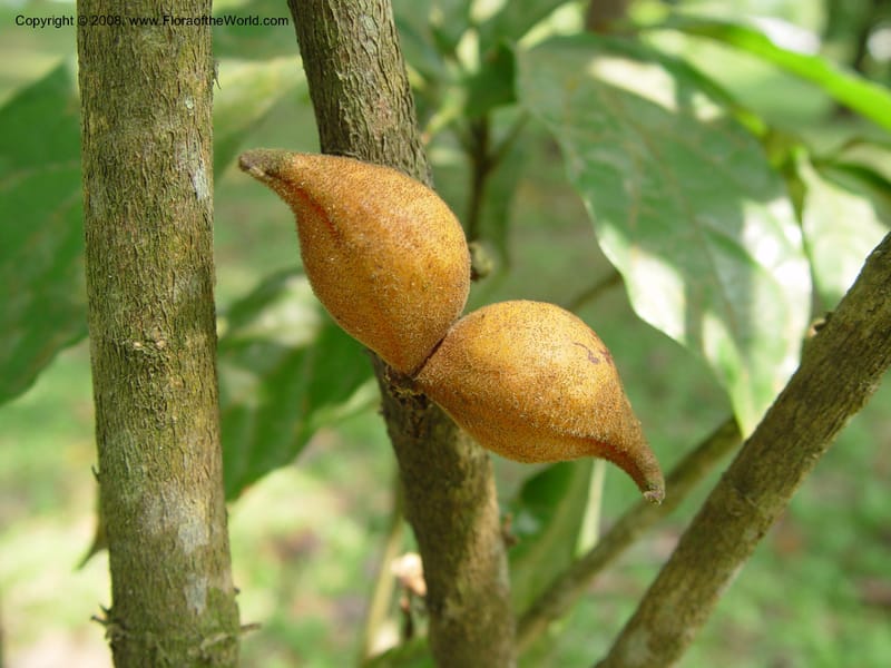 Cola flavo-velutina--Cameroon. Limbe Botanic Garden. 4 Dec 03. 070.jpg