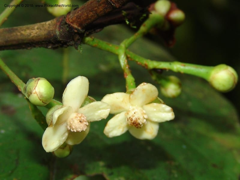Tovomita, Croat 95894--Ecuador. Maquipucuna Biol. Res. Send. al Humedal. 14 Mar 06. 165 (10).jpg
