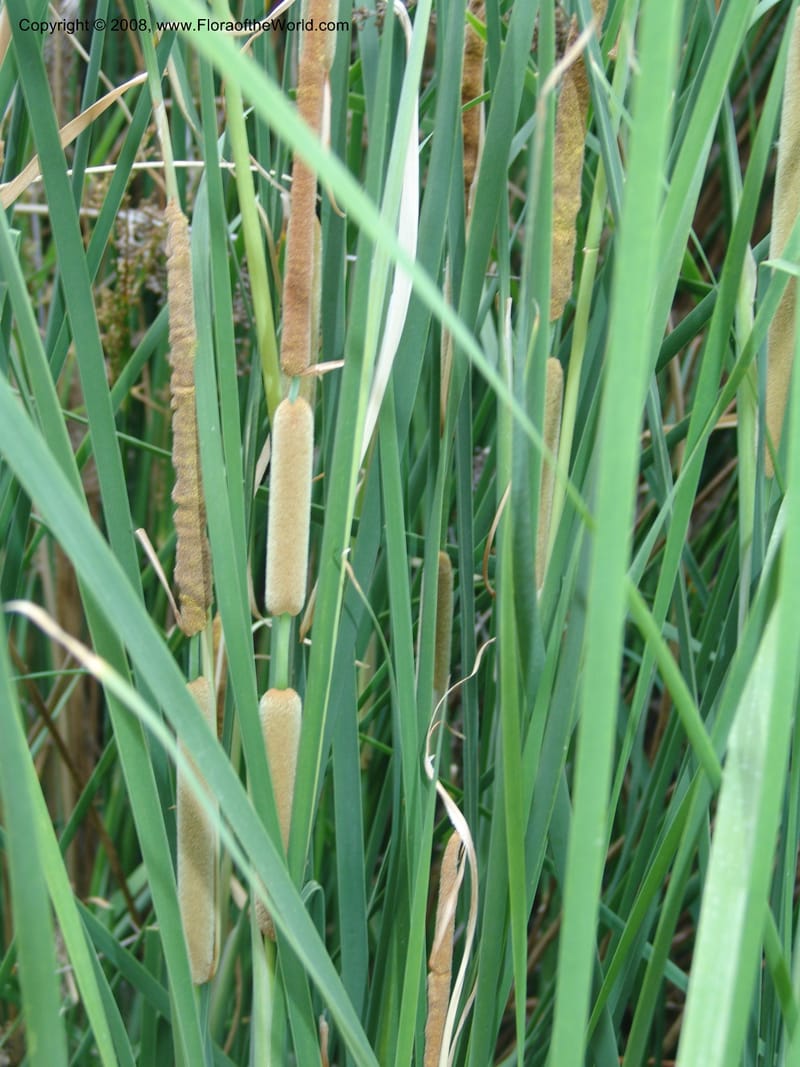 Typha minima--CA. McConnell Arboretum, Redding. 4 Jun 07. 112.jpg