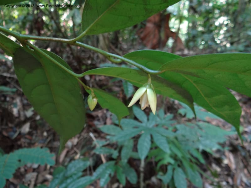 Anaxagorea, VC 5656--Thailand. Trang. Khao Baan Thad. 17 Nov 2012. DSC00079 (52).JPG