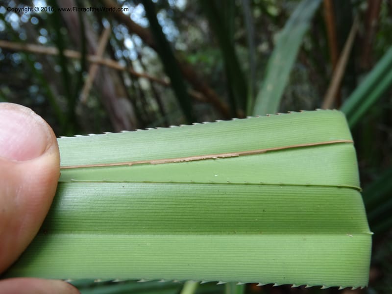 Pandanus occultus, Callmander, C 1183--Sabah. G. Silam. 1 Oct 2014. DSC00937 (229).JPG
