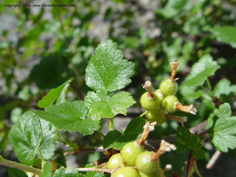 Ribes viscosissimum--ID. Idaho Co. Salmon R. Polly Bemis Ranch. 9 May 04. 106.jpg